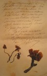 Fleurs lettre du 14 mars 1917 de Marcel Sibaud